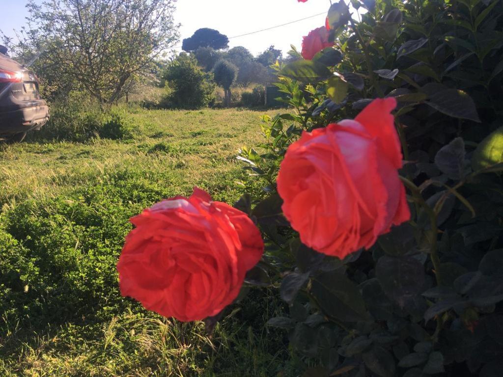 Quinta Das Teimosas By Stay In Alentejo Cercal do Alentejo المظهر الخارجي الصورة